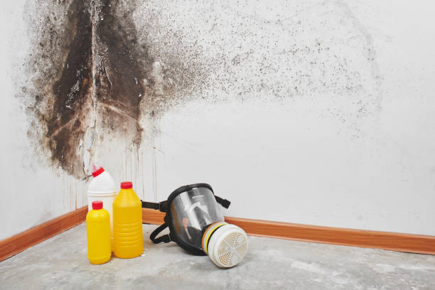Professional Mold Remediation in Tillmans Corner, AL