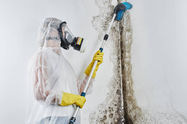 Best Mold Remediation for Specific Building Types in Tillmans Corner, AL