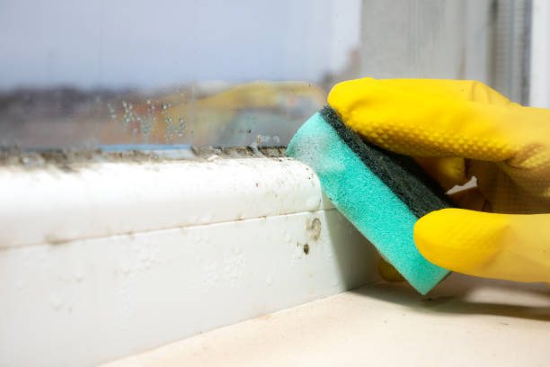 Best DIY Mold Remediation Support Services in Tillmans Corner, AL